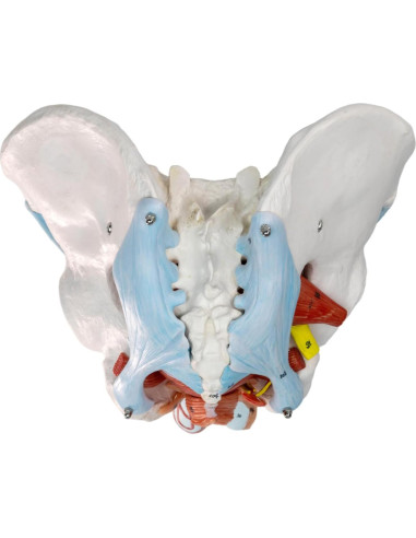 Modelo de Pelvis Masculina HADWYN 11 Piezas Anatómico