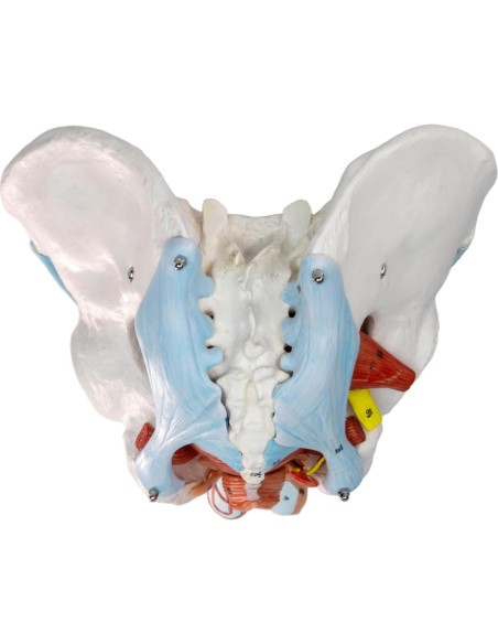 Modelo de Pelvis Masculina HADWYN 11 Piezas Anatómico