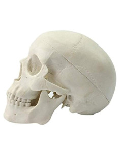 Modelo Educativo Cráneo Humano Miniatura Ocean-Aquarius