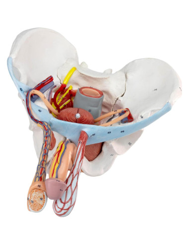 Modelo de Pelvis Masculina HADWYN 11 Piezas Anatómico