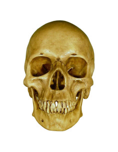 Réplica de Cráneo Humano a Tamaño Real Nose Desserts