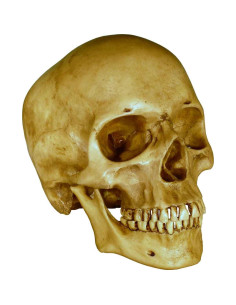 Réplica de Cráneo Humano a Tamaño Real Nose Desserts 2