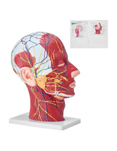 Modelo Neurovascular Superficial de Cabeza VEVOR 1:1 Educativo
