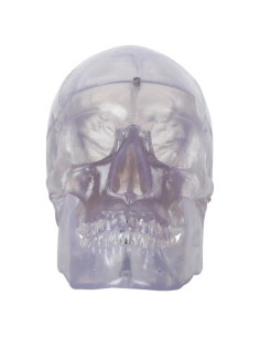 Modelo de Cráneo Humano Transparente 3 Partes Axis Scientific