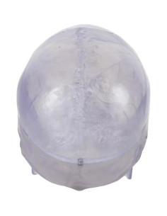 Modelo de Cráneo Humano Transparente 3 Partes Axis Scientific 2