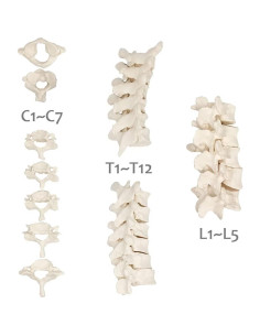 Modelo Espina Humana Disarticulada Evotech 1:1 con Sacro 2