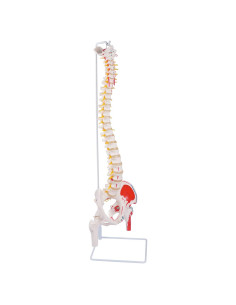 Modelo de Columna Vertebral Flexible Breesky 90 cm Anatomía