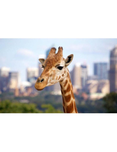 Teleobjetivo Manual Profesional 420-1600mm f/8.3 HD Pentax