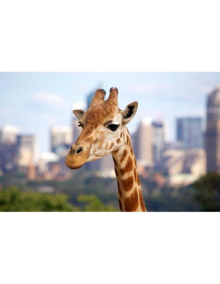 Teleobjetivo Manual Profesional 420-1600mm f/8.3 HD Pentax Teleobjetivo Manual Profesional 420-1600mm f/8.3 HD Pentax