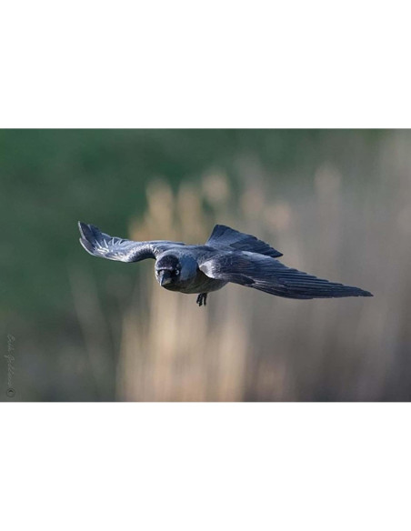 Teleobjetivo Manual Profesional 420-1600mm f/8.3 HD Pentax Teleobjetivo Manual Profesional 420-1600mm f/8.3 HD Pentax