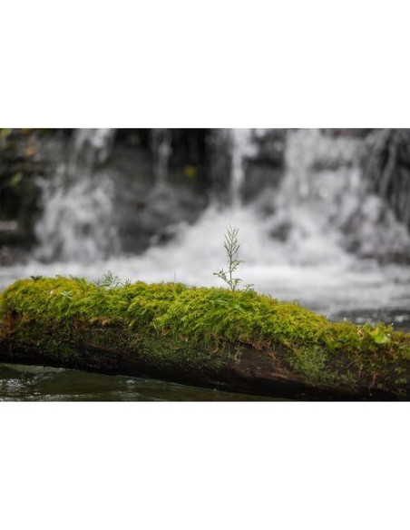 Lente Sigma 28-105mm f/2.8 DG DN Art para Sony E con Accesorios Lente Sigma 28-105mm f/2.8 DG DN Art para Sony E con Accesorios