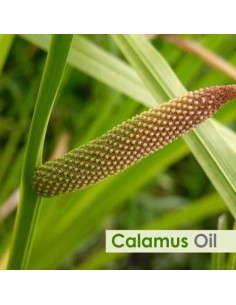 Aceite Esencial de Calamus Salvia 100% Natural 30ml 2