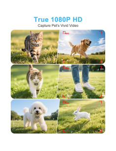 Collar de Cámara para Gatos H88 - Grabación HD 1080P XS 2