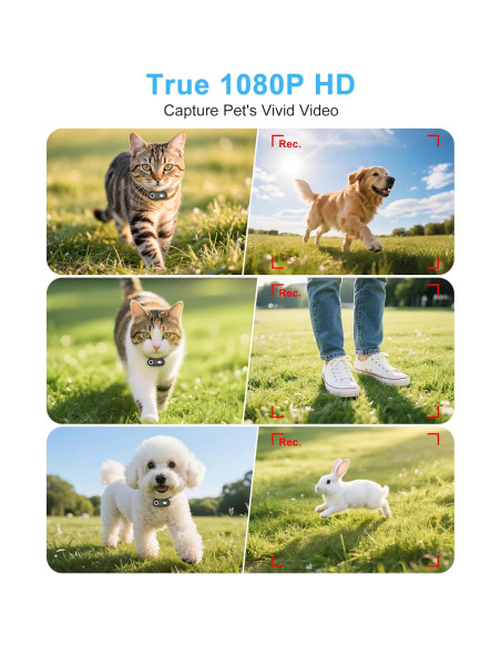 Collar de Cámara para Gatos H88 - Grabación HD 1080P XS