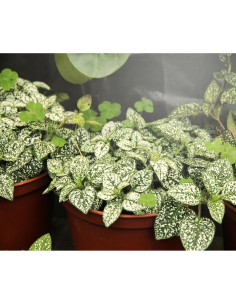 Bombilla de Crecimiento LED Miracle 3W Espectro Completo - Paquete de 2 2