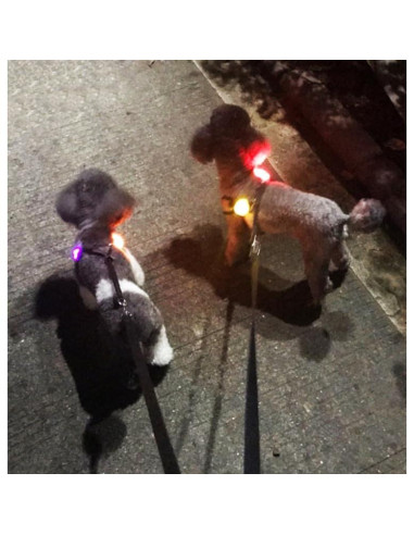 Collar LED para perros Avando, luces de seguridad 3 pcs