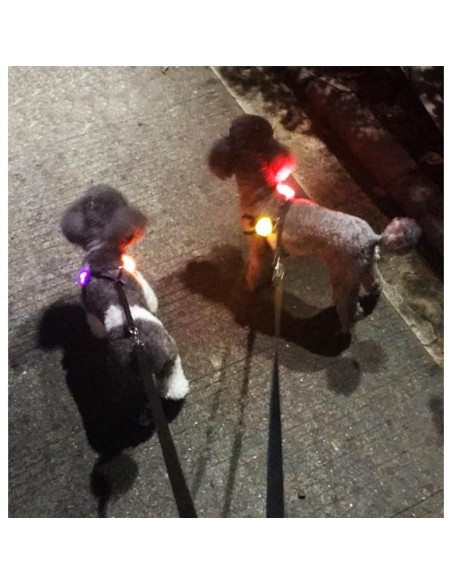 Collar LED para perros Avando, luces de seguridad 3 pcs