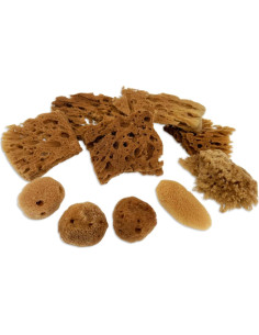 Esponjas Naturales de Mar Lullingworth 10 Piezas 5-10 cm 2