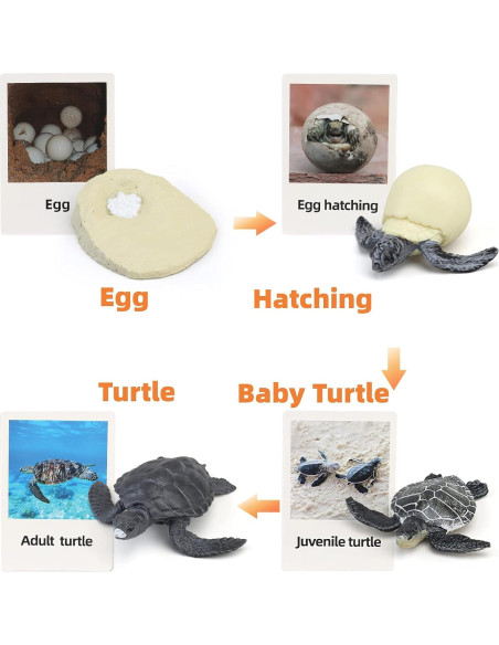 Figuras de Ciclo de Vida de Animales Montessori MIKNEKE