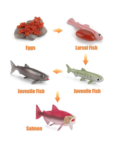 Figuras de Ciclo de Vida de Animales Montessori MIKNEKE