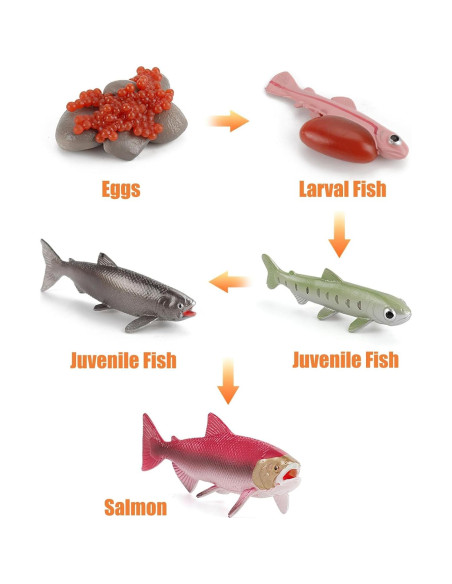 Figuras de Ciclo de Vida de Animales Montessori MIKNEKE