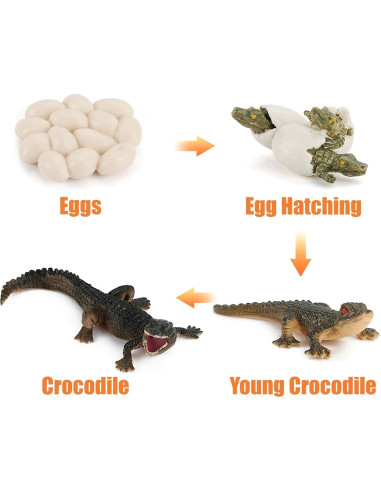 Figuras de Ciclo de Vida de Animales Montessori MIKNEKE