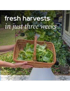 Kit de Huerto Hidropónico Familiar Lettuce Grow 1.65m 2