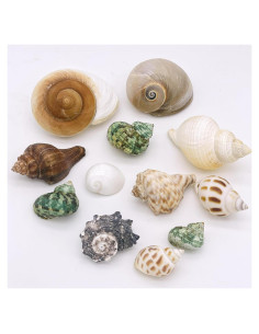 12 Conchas de Cangrejo Ermitaño Wanwanzi Naturales 4.1-8.1cm