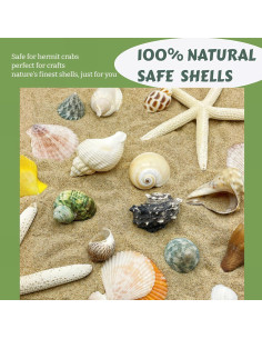 12 Conchas de Cangrejo Ermitaño Wanwanzi Naturales 4.1-8.1cm 2