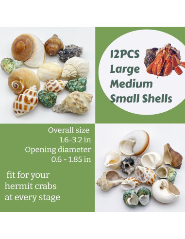 12 Conchas de Cangrejo Ermitaño Wanwanzi Naturales 4.1-8.1cm