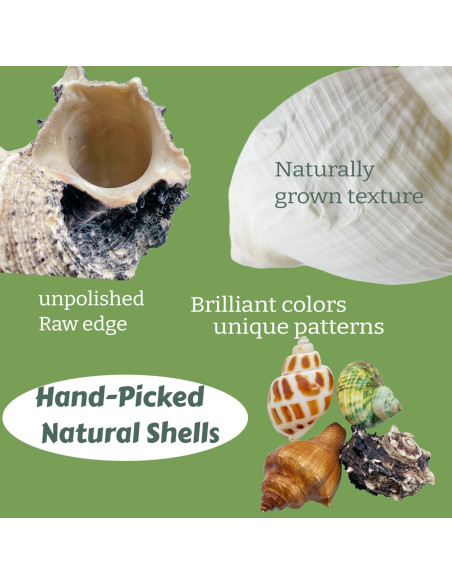 12 Conchas de Cangrejo Ermitaño Wanwanzi Naturales 4.1-8.1cm