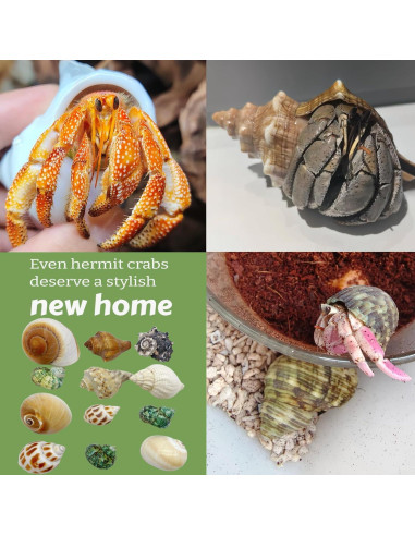 12 Conchas de Cangrejo Ermitaño Wanwanzi Naturales 4.1-8.1cm