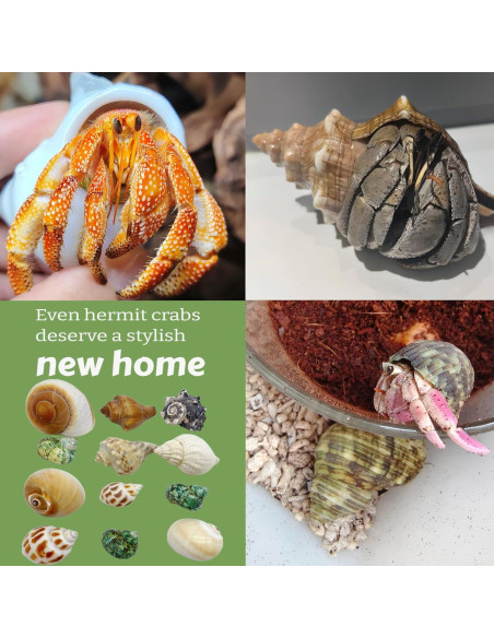 12 Conchas de Cangrejo Ermitaño Wanwanzi Naturales 4.1-8.1cm