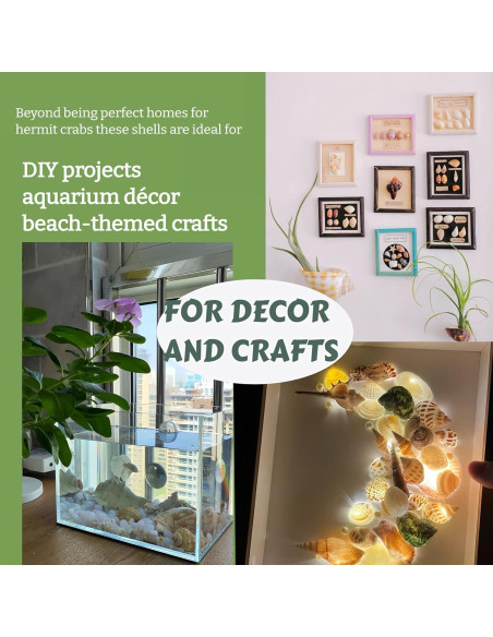 12 Conchas de Cangrejo Ermitaño Wanwanzi Naturales 4.1-8.1cm