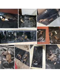 Trampas Adhesivas para Ratones Wanqueen 10 Unidades 119.9x27.9cm 2