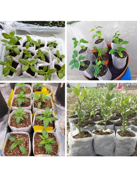 100 Bolsas de Vivero Belit 10.7cm para Plántulas - Alta Supervivencia