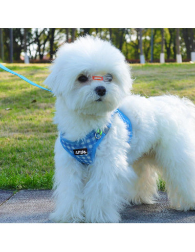 Arnés y Correa para Perros AIITLE Azul XXS Sin Tirones