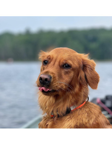 Collar para Perro Stunt Puppy Fi 3 - Pequeño Tonos Tierra