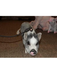 Arnés y Correa Ajustable AZ Micro Mini Pigs para Mascotas 2