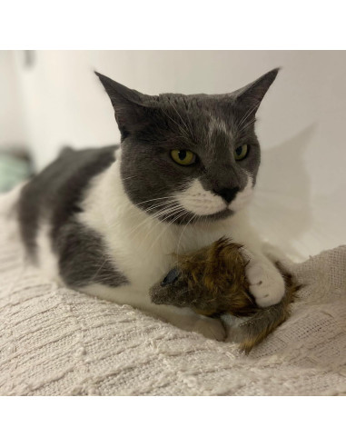 Ratón Gigante de Peluche SPOT Shaggy para Gatos - 21.6 cm