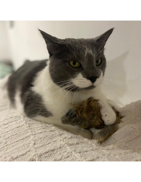 Ratón Gigante de Peluche SPOT Shaggy para Gatos - 21.6 cm