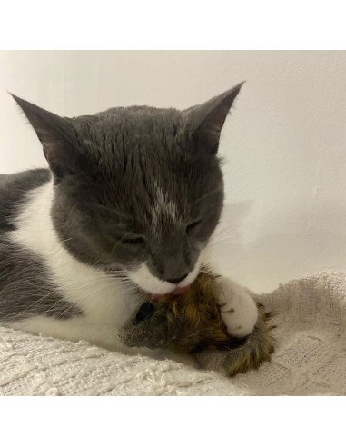 Ratón Gigante de Peluche SPOT Shaggy para Gatos - 21.6 cm