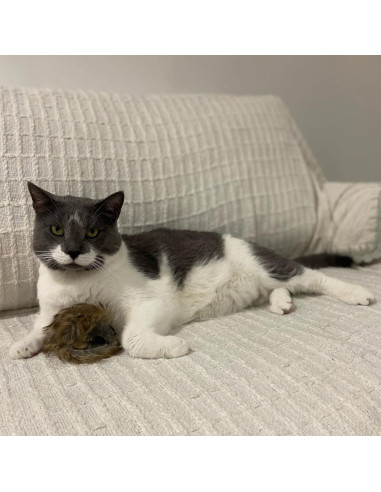 Ratón Gigante de Peluche SPOT Shaggy para Gatos - 21.6 cm