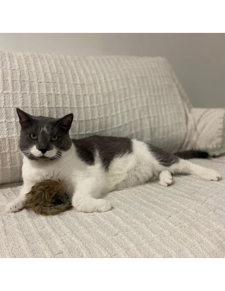 Ratón Gigante de Peluche SPOT Shaggy para Gatos - 21.6 cm