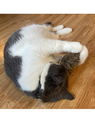 Ratón Gigante de Peluche SPOT Shaggy para Gatos - 21.6 cm