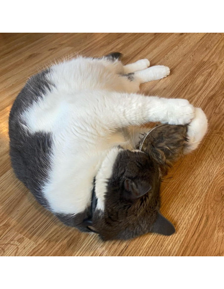 Ratón Gigante de Peluche SPOT Shaggy para Gatos - 21.6 cm