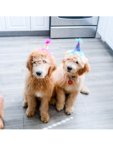 Sombrero de Fiesta para Mascotas Huxley & Kent Rosa Grande