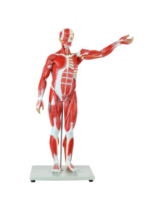 Modelo Anatómico de Músculos y Órganos Axis Scientific 27 Pzas