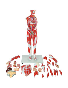 Modelo Anatómico de Músculos y Órganos Axis Scientific 27 Pzas 2