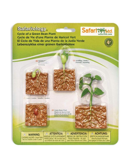 Figuras Educativas Ciclo de Vida Planta Frijol Verde Safari Ltd